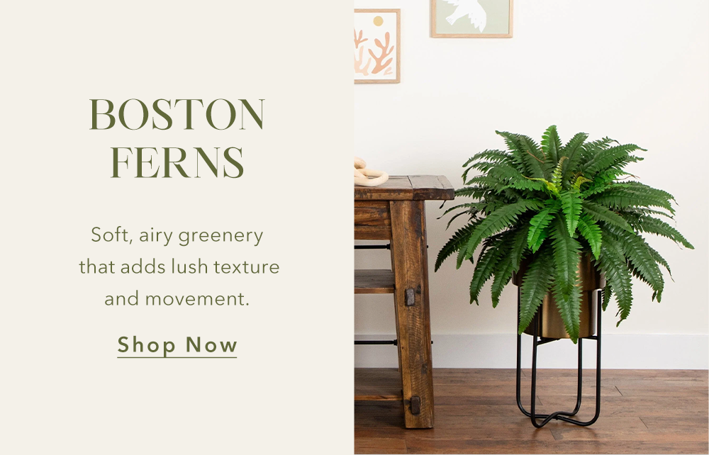 BOSTON FERNS