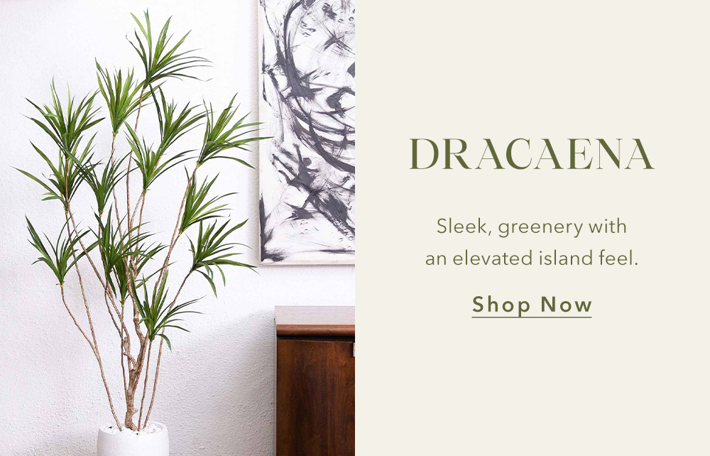 DRACAENA