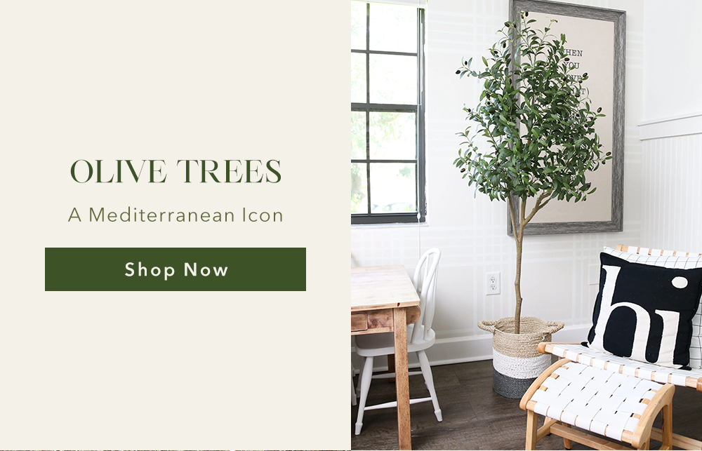 OLIVE TREES