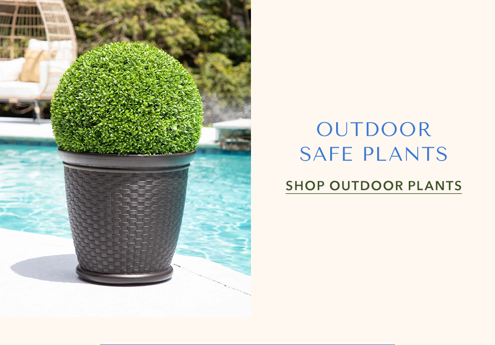 Outdoor-Safe Plants