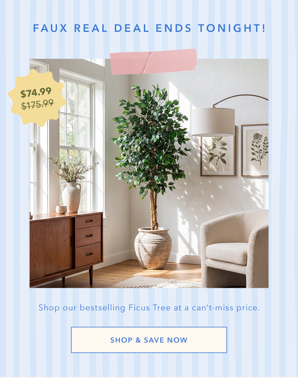 SHOP THE FICUS TREE