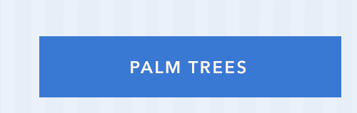Palm Trees 