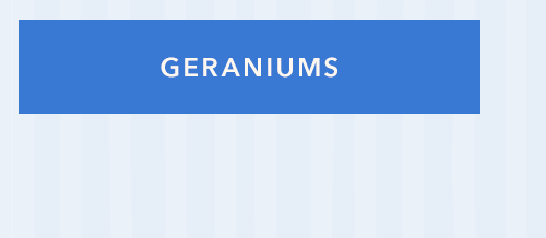 Geraniums
