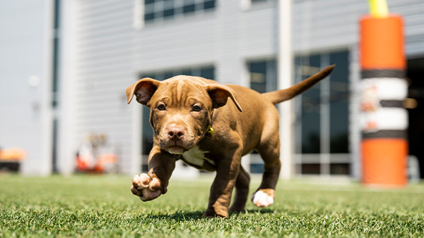 Puppy Pound Adoptions