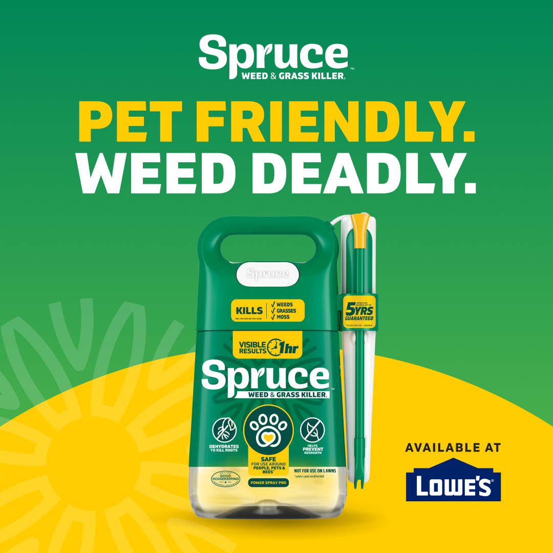 Spruce