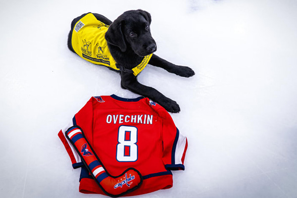 America's VetDogs