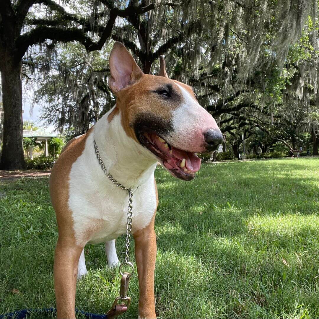 Cooper the English Bull Terrier