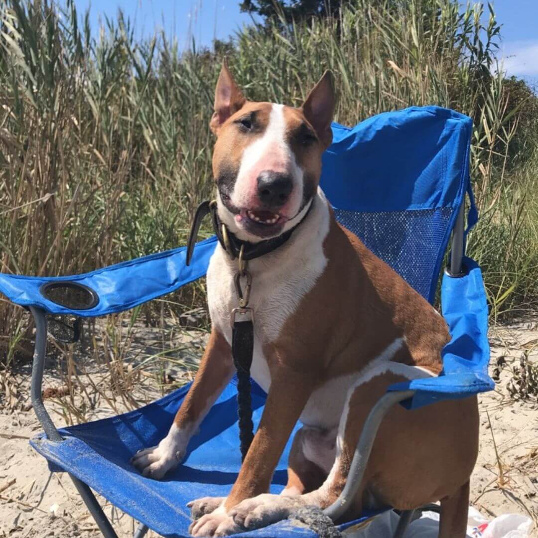 Cooper the English Bull Terrier