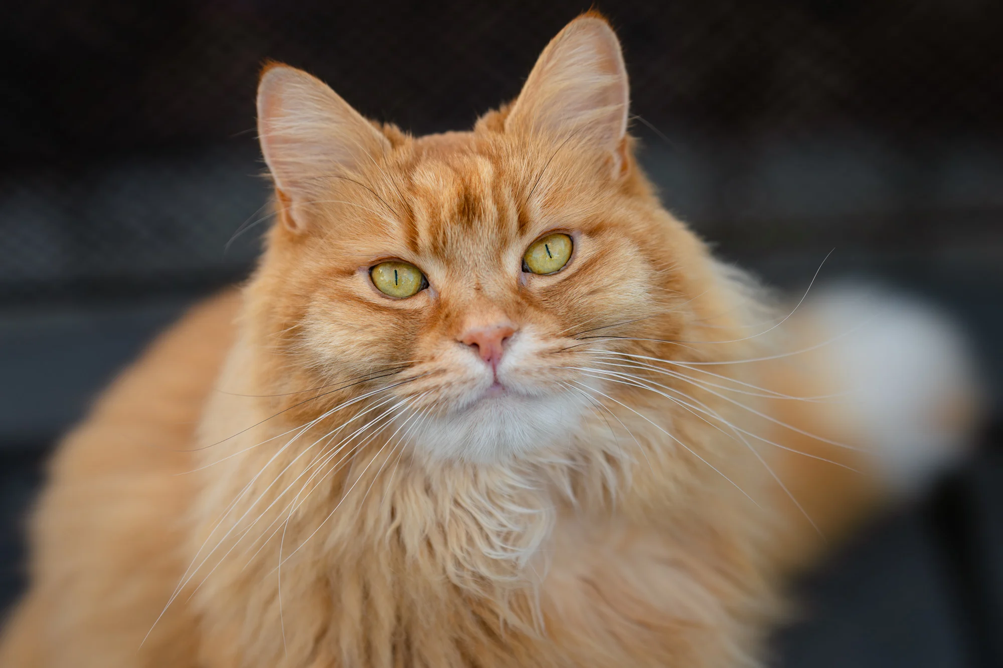 Happy International Cat Day from Nixplay!