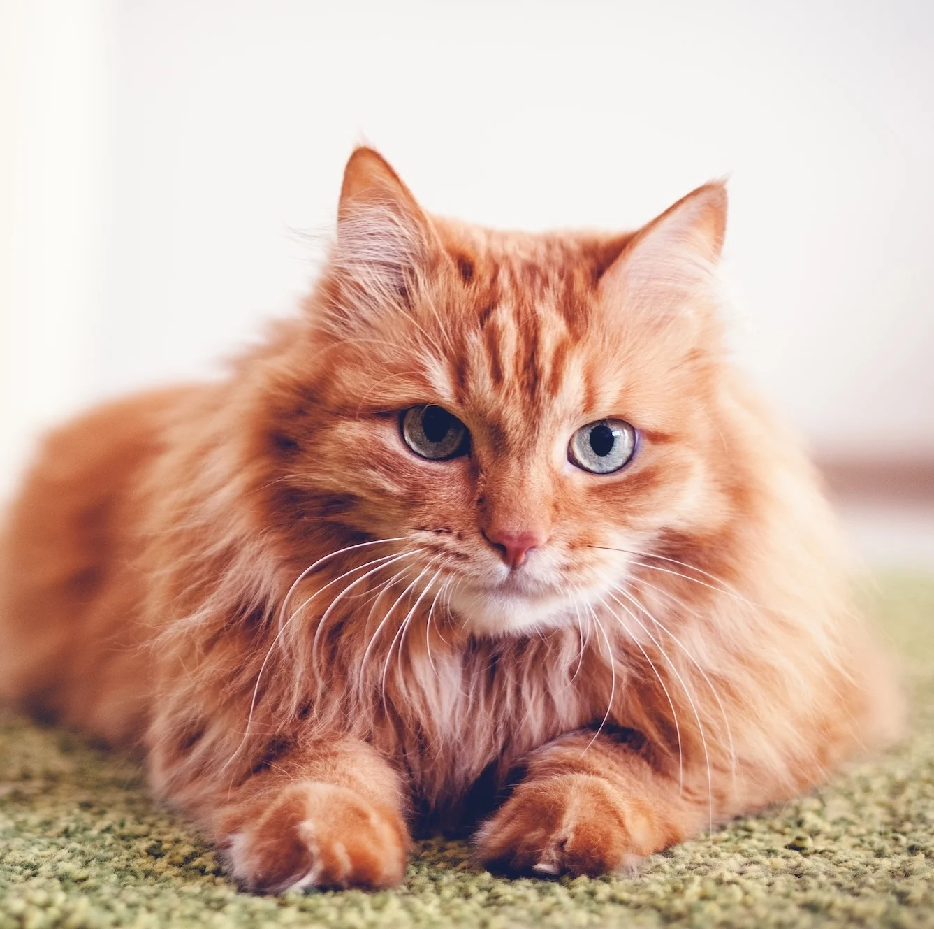 Blog: Pet Photography Tips and Tricks