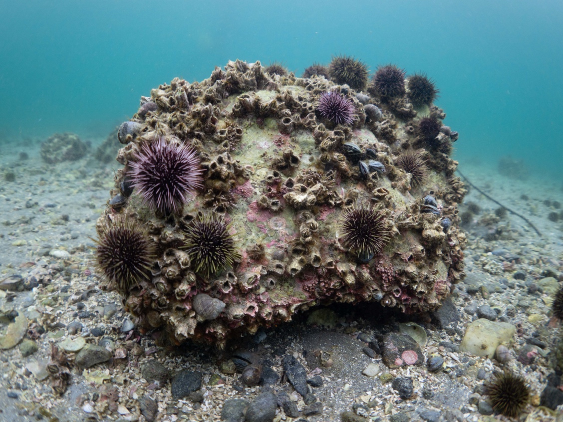 Support our cause - Marine Restoration