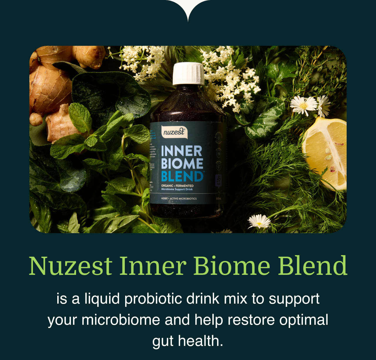 Nuzest Inner Biome Blend
