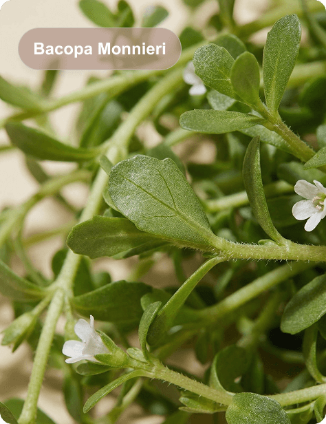 Bacopa Monnieri