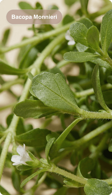 Bacopa Monnieri
