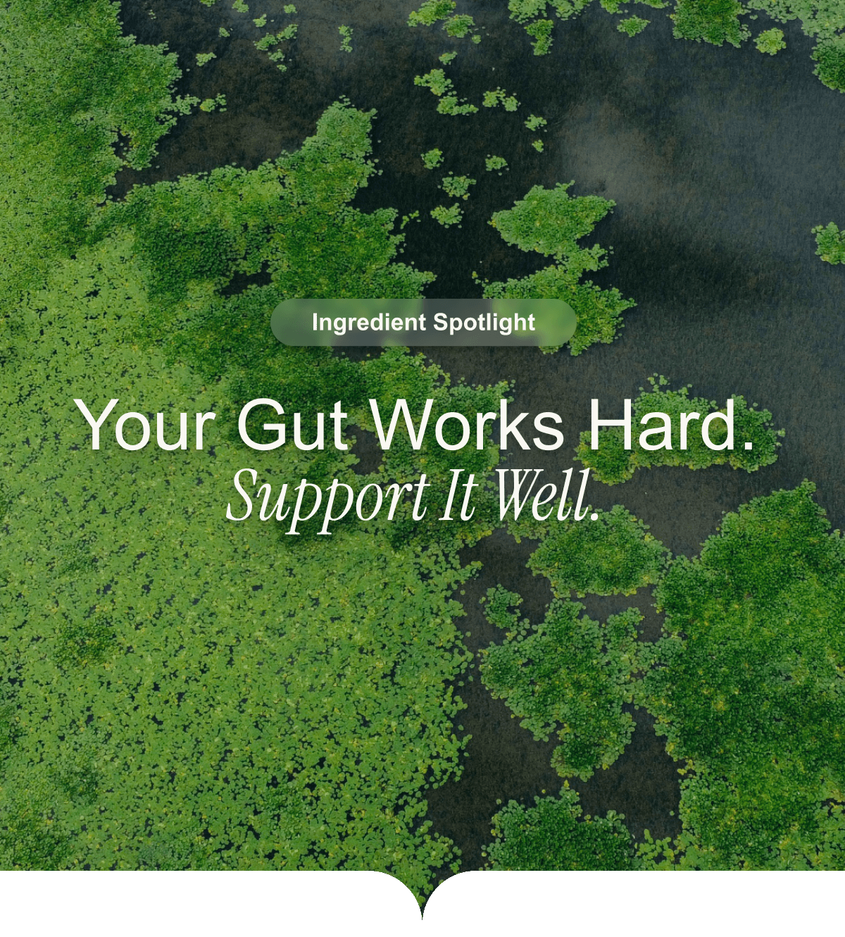 Your Gut Works Hard. Support It Well.