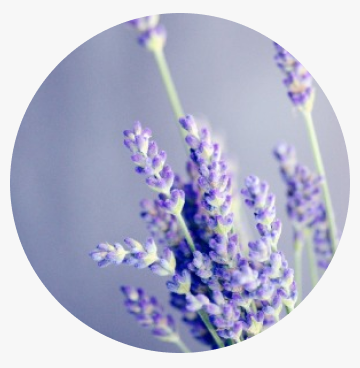 Guide Cannabinoids