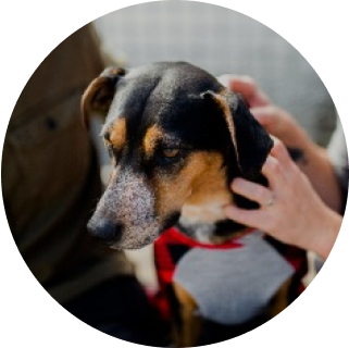 Also for furry friends.