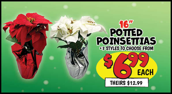 Potted Poinsettias: Our Price: $6.99, theirs: $12.99