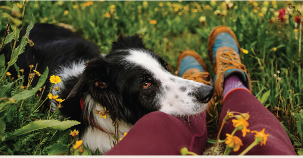20% Off Only Natural Pet Dog Food