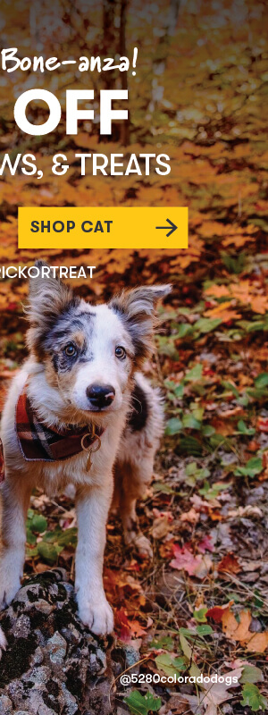 SHOP CAT