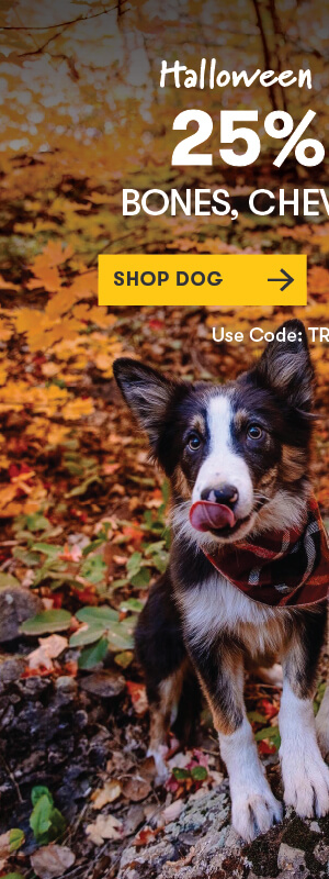 SHOP DOG