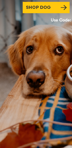 SHOP DOG