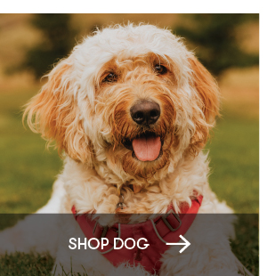 Shop Dog