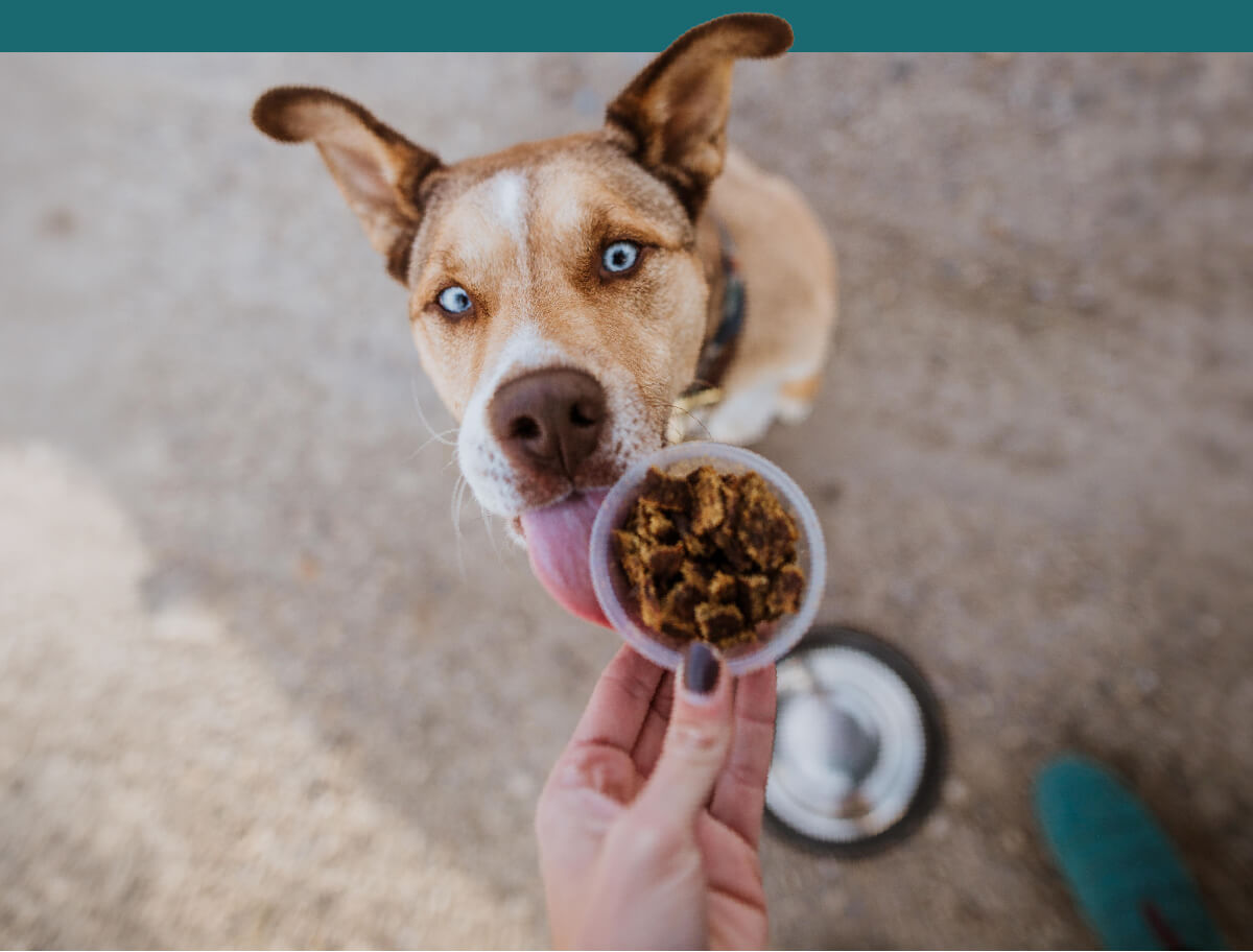 10% OFF All Pet Food!