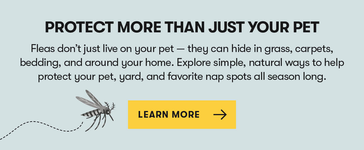 Protect More than Just Your Pet