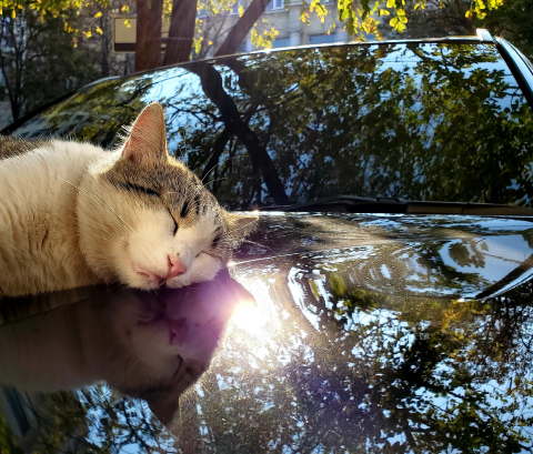 A cat with eyes closed napping on the hood of a car with a tinted windsheild and displaying relections of tree canopies above.