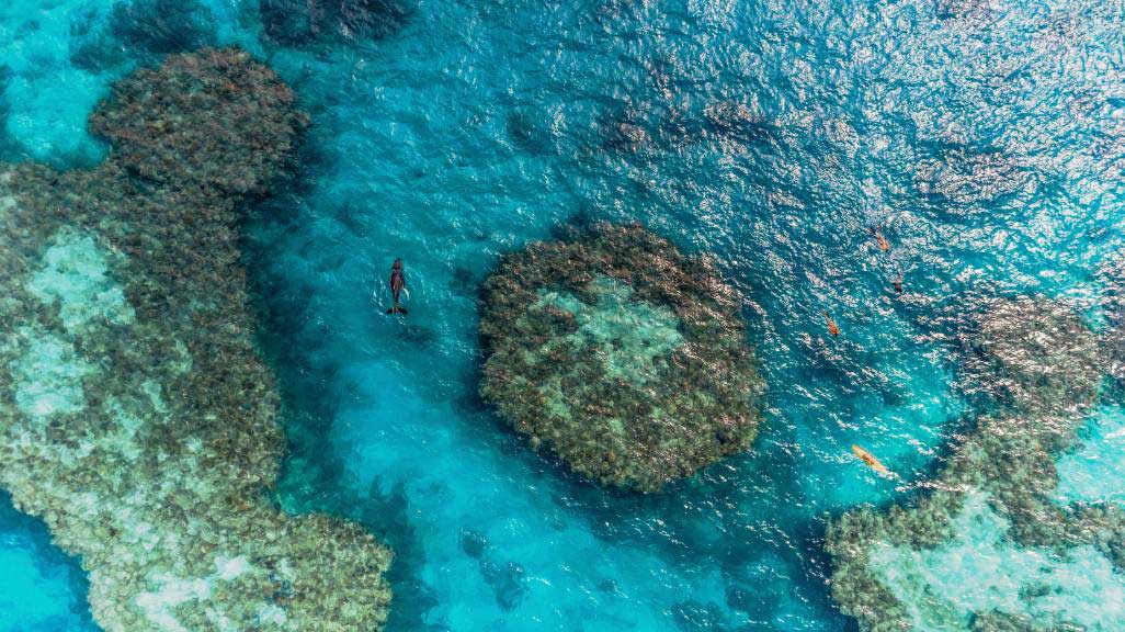 Areal view of three people and a baby whale swimming through a reef.