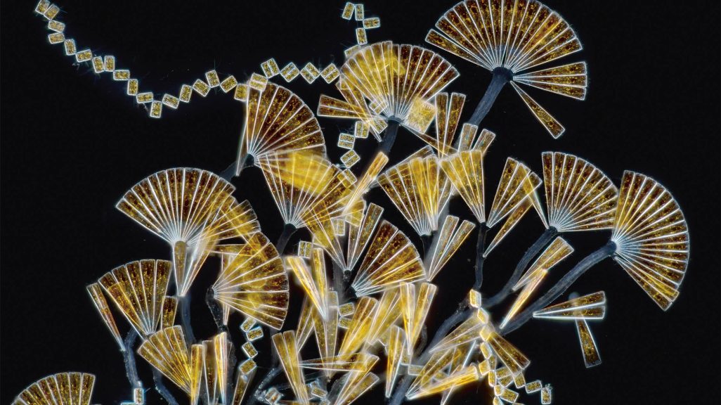 A photo of diatoms as seen under a microscope.