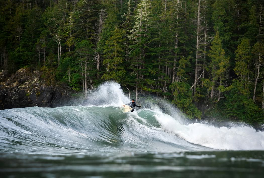A person surfs a wave with pine trees in the background.