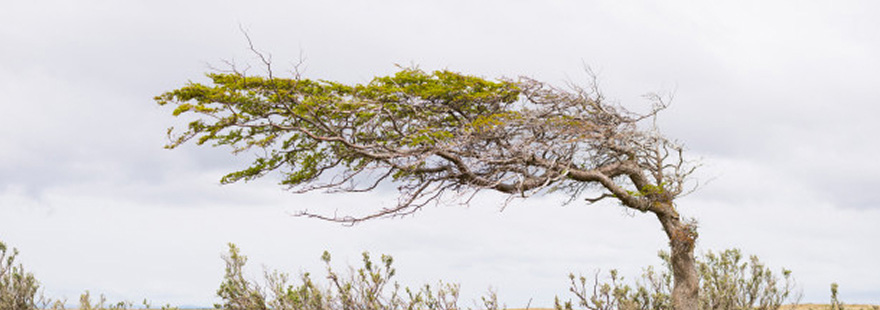 A windswept tree on the plains.