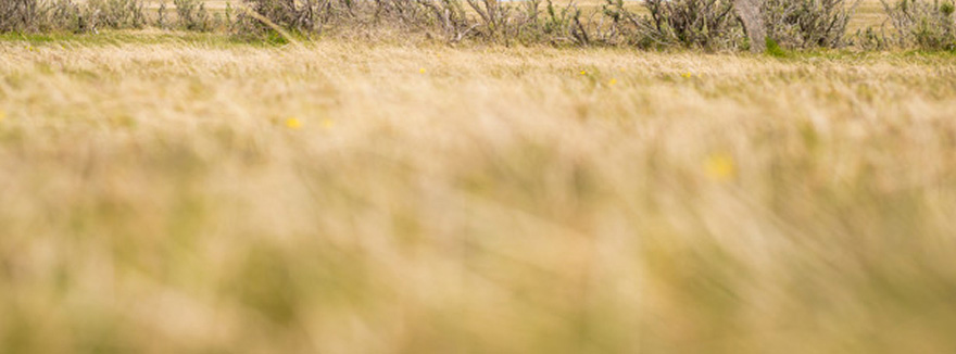 A windswept tree on the plains. 
