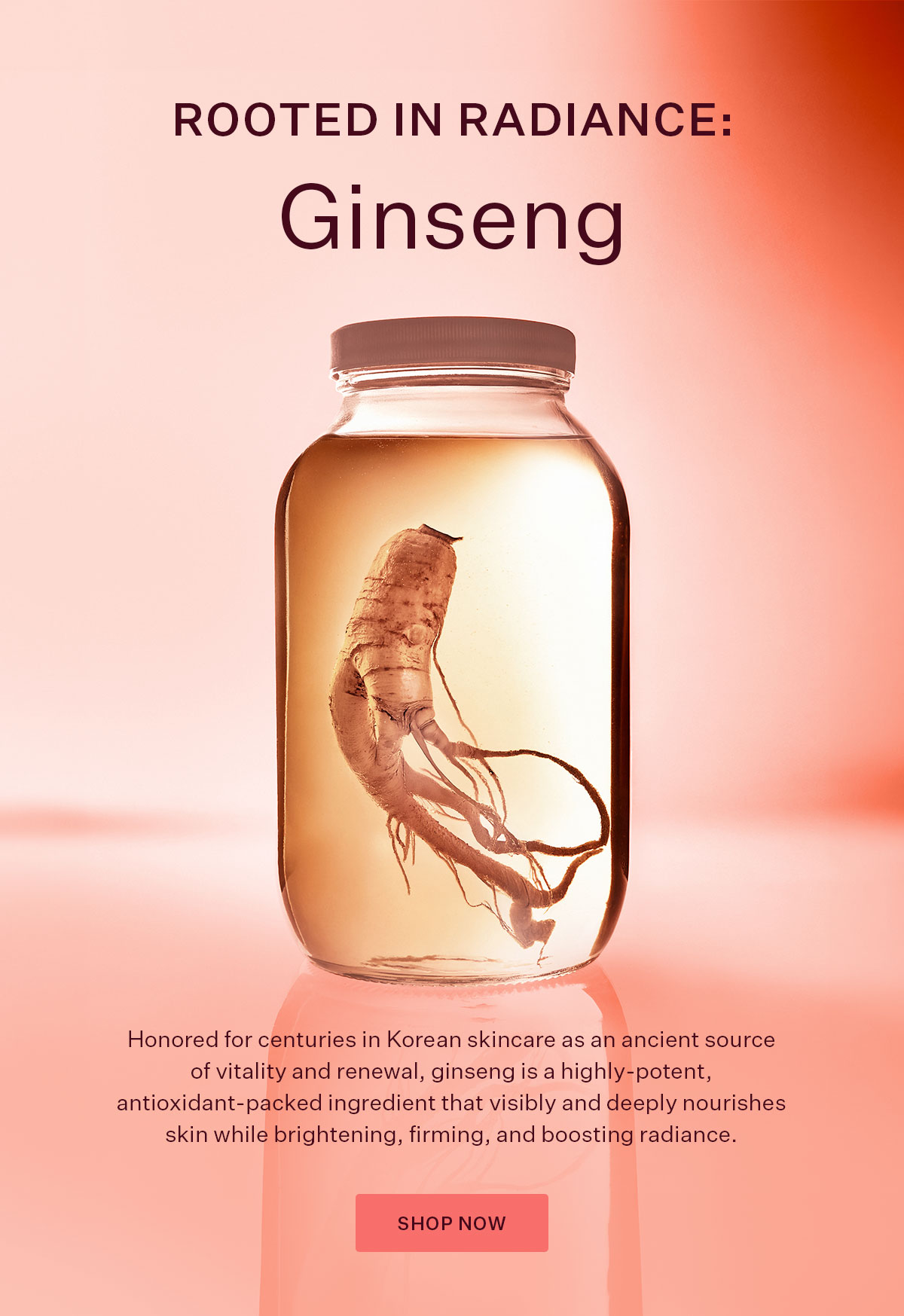 Rooted in Radiance: Ginseng