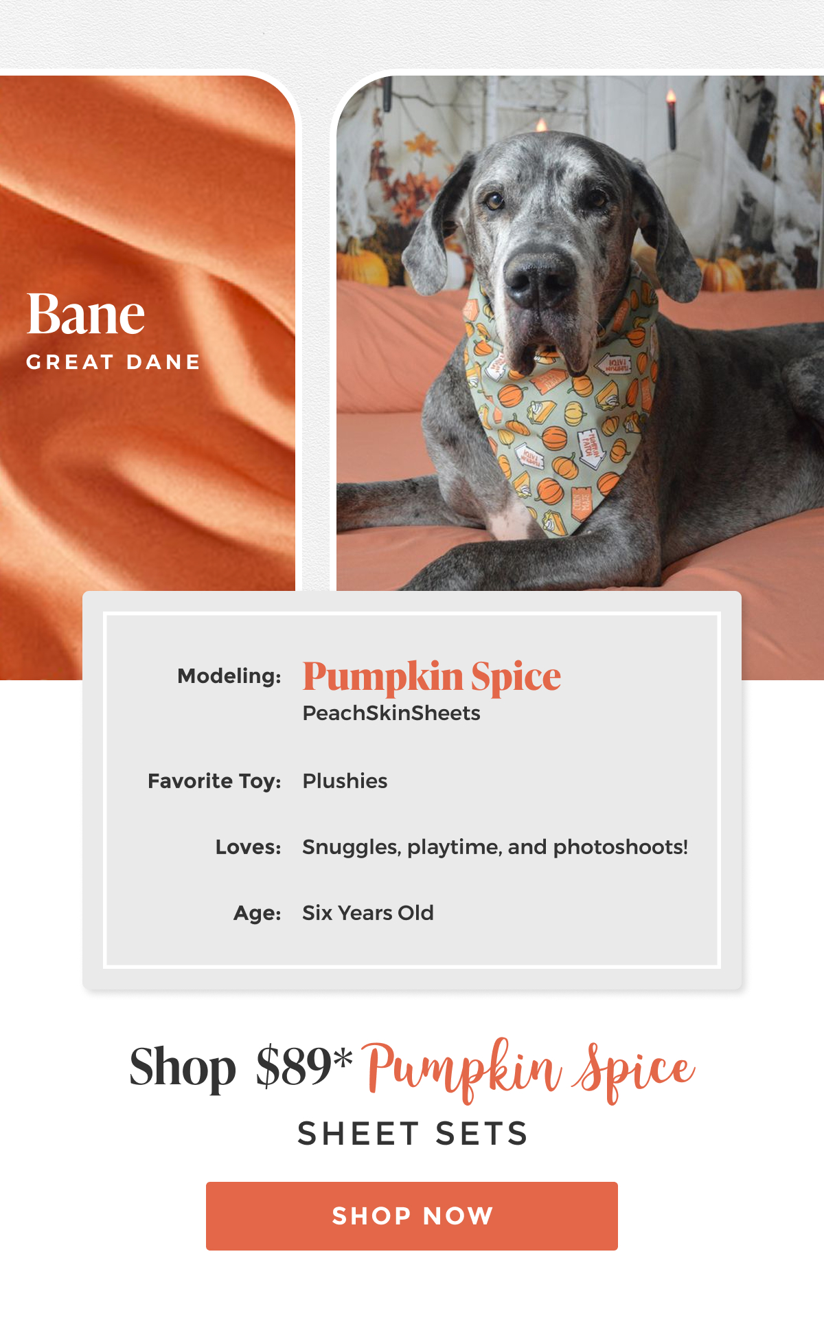 pumpkin-spice-sheet-set