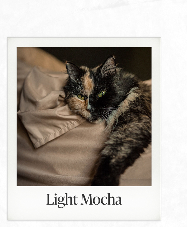 light-mocha-sheet-set