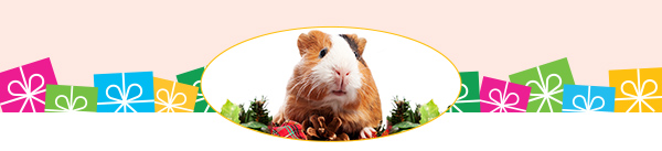 Guinea Pig