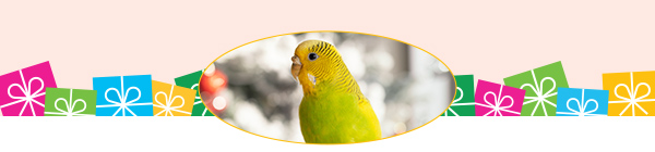 Parakeet