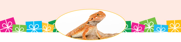 Bearded Dragon