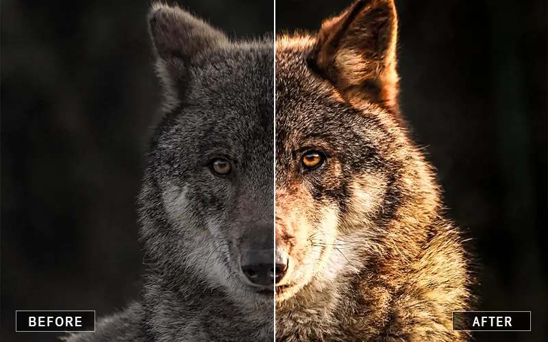 Wildlife Camera Raw Presets