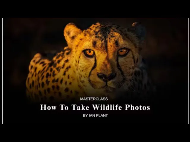 How To Take Wildlife Photos