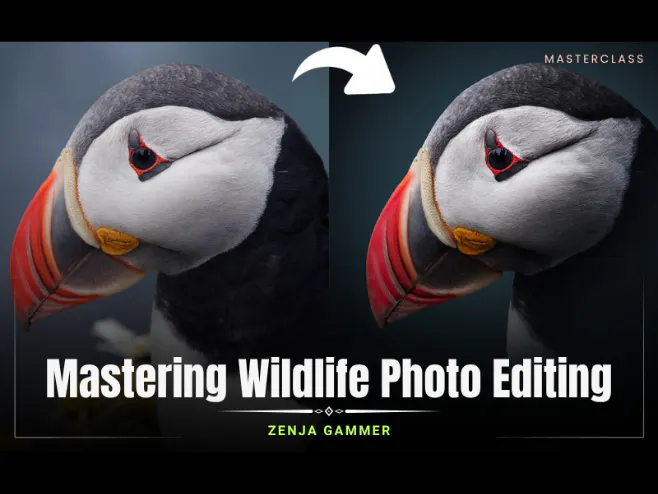 Mastering Wildlife photo editing