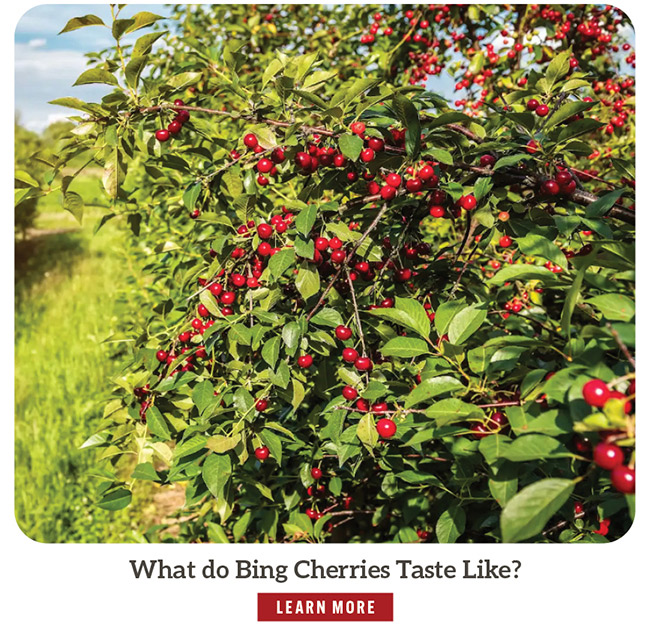 What do Bing Cherries Taste Like?