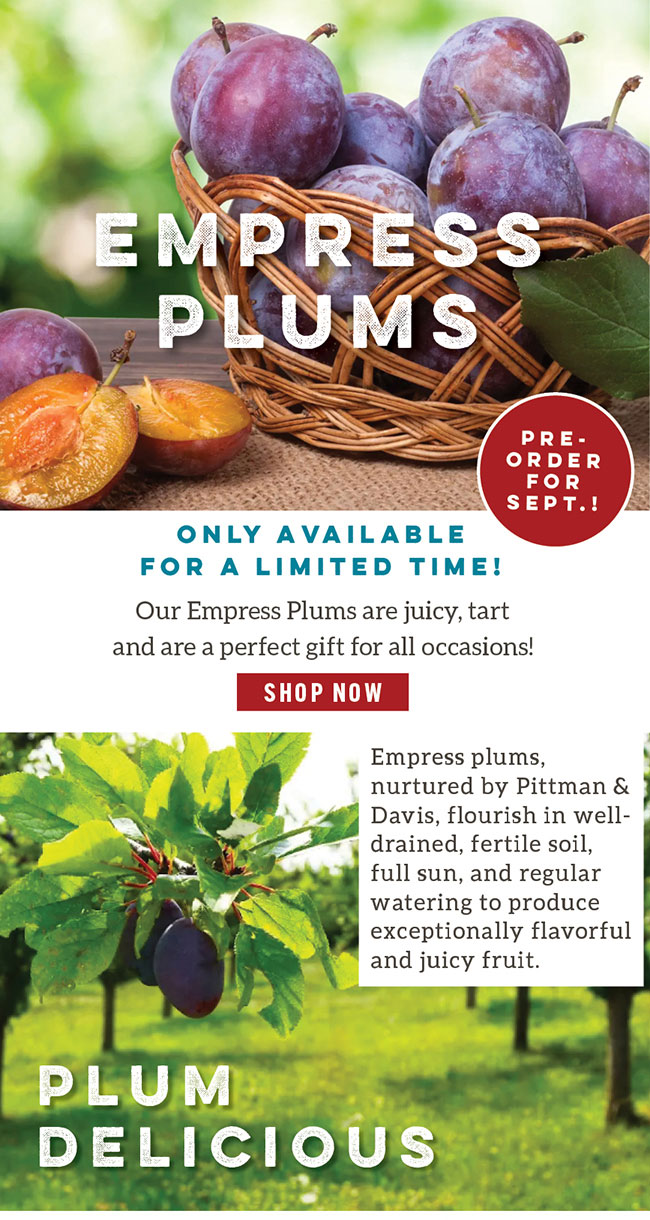 Empress Plums