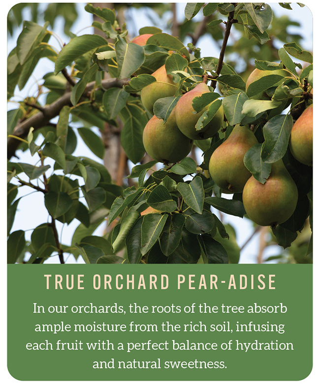 Pear Gifts