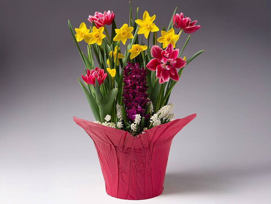 Happy Blooms Bulb Garden