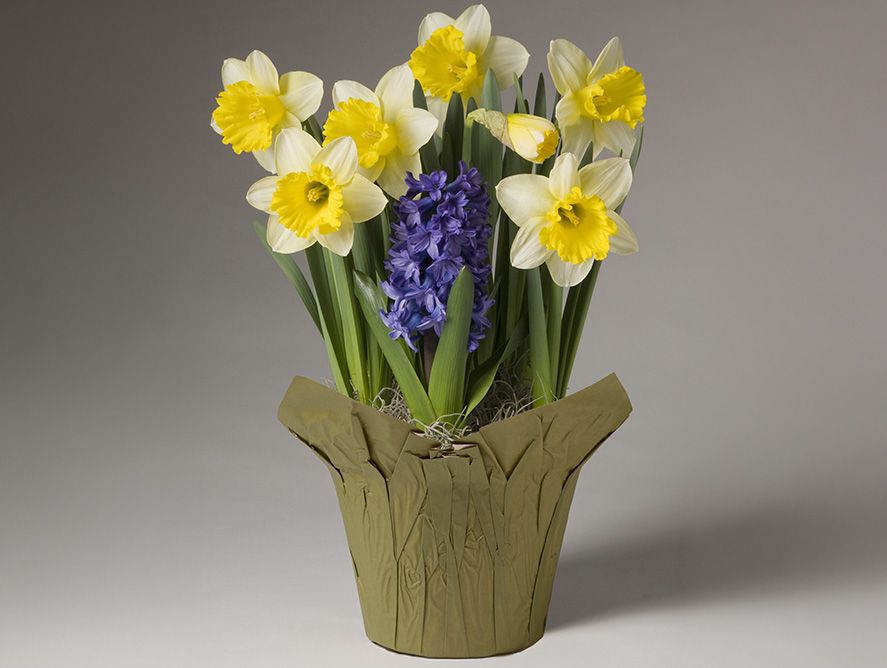 Bright Blooms Daffodil & Hyacinth Garden