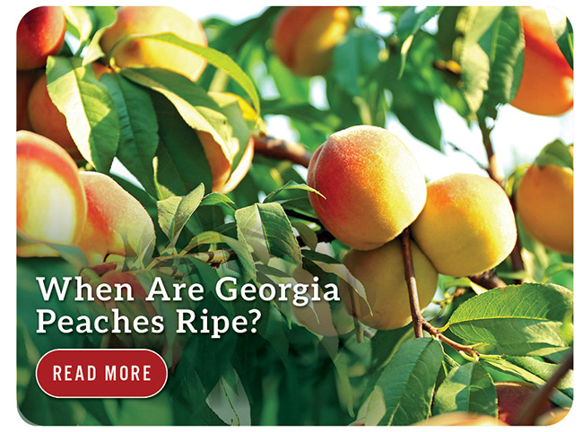 When Are Georgia Peaches Ripe?
